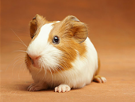 GuineaPig