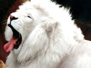 white_lion6.jpg